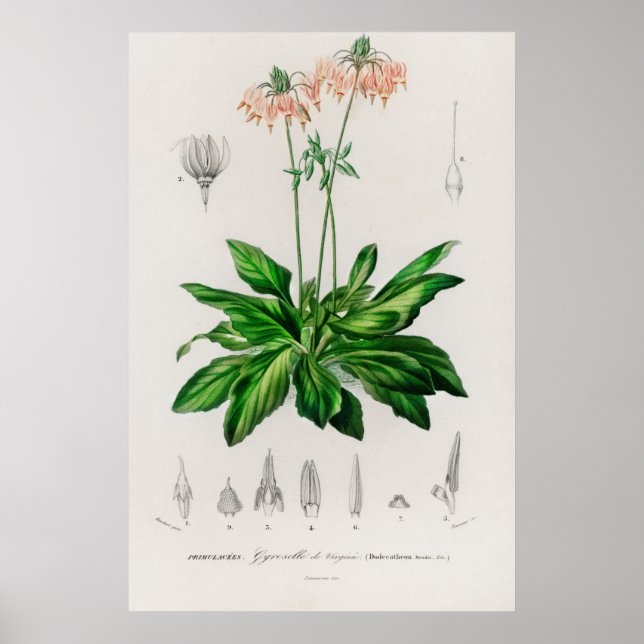 Dodecatheon meadia poster (Front)