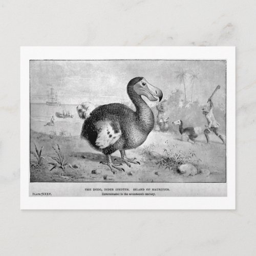 Dodo art postcard