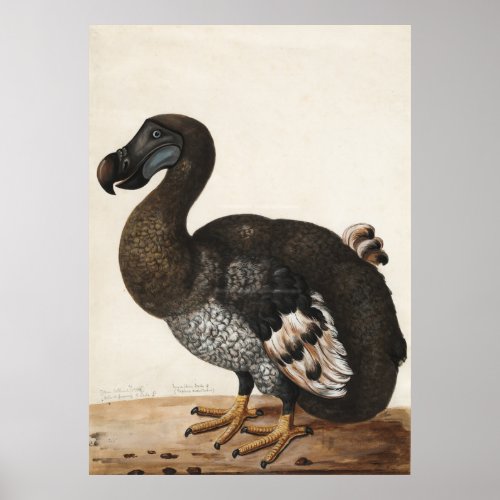 Dodo bird Extinct nature painting Poster