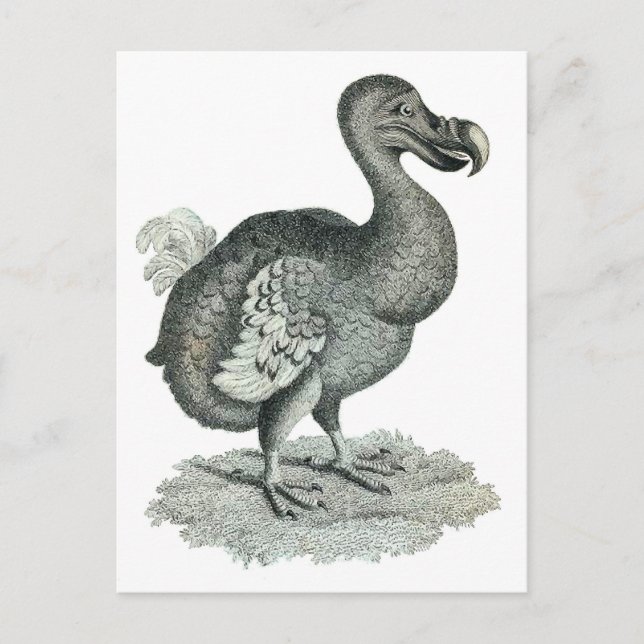 DoDo Bird Print Postcard (Front)