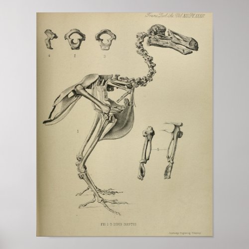 Dodo Didus Ineptus Extinct Bird Skeleton Print