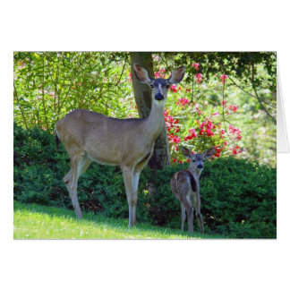 Doe and fawn cards