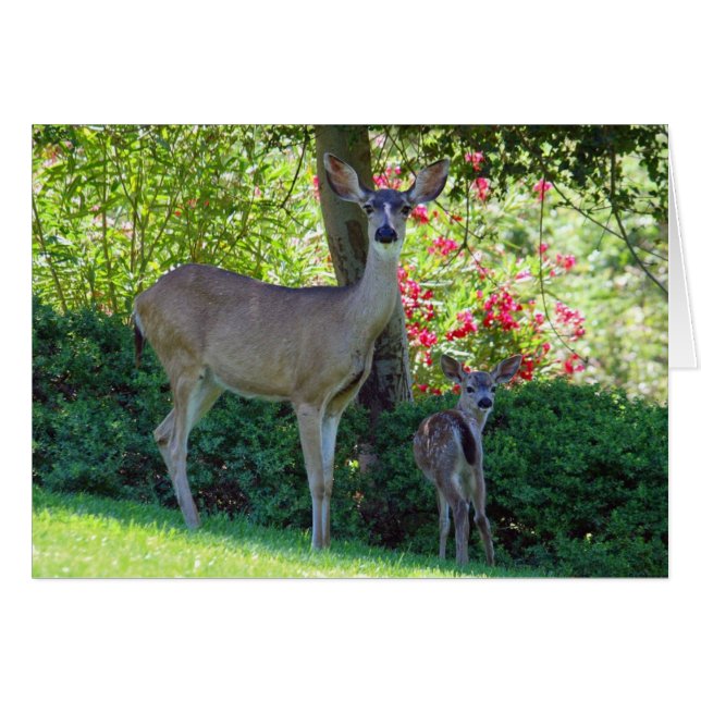 Doe and fawn cards (Front Horizontal)