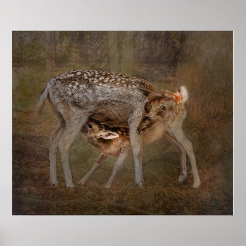 Doe and Fawn Nursing Photo Poster