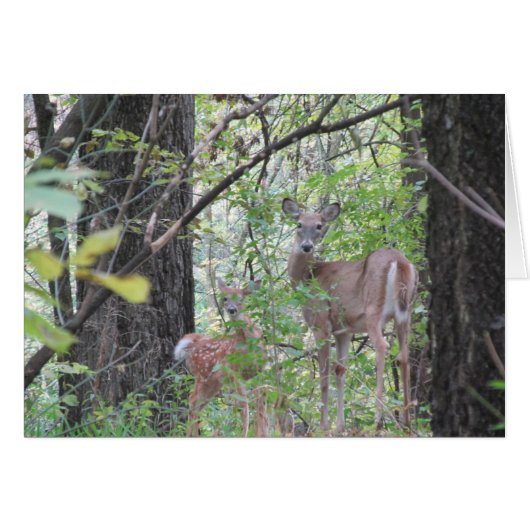Doe and Her Fawn Cards (Front Horizontal)