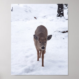 Doe deer in the snow Montana Wildlife photography Poster