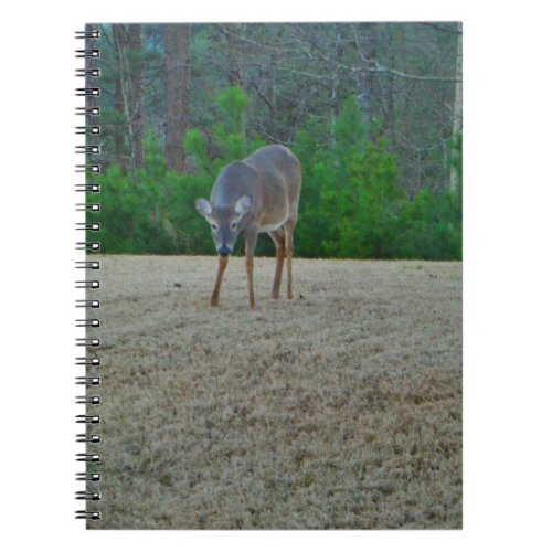 Doe  Deer on a winter golf course Notebook