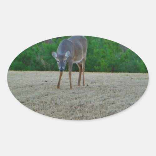 Doe  Deer on a winter golf course Oval Sticker