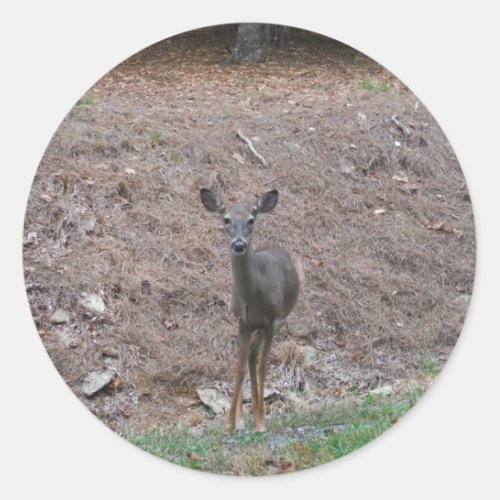 Doe Deer on the Pine straw Classic Round Sticker