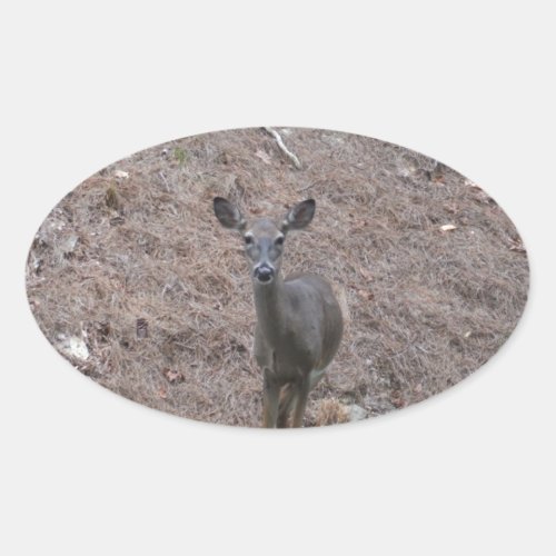 Doe Deer on the Pine straw Oval Sticker