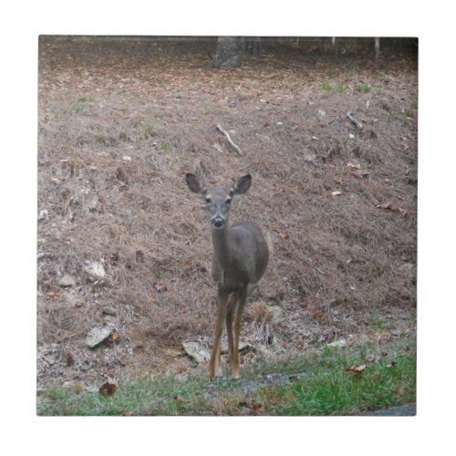 Doe Deer on the Pine straw Tile