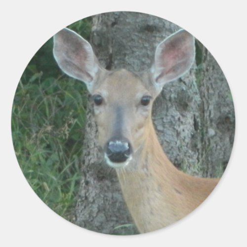 Doe Eyes Beautiful Deer Whitetail Scrapbooking Classic Round Sticker