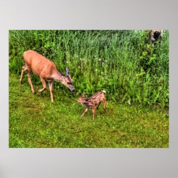 Doe Female Deer And Fawn On Grass Wildlife Photo Poster by RavenSpiritPrints at Zazzle