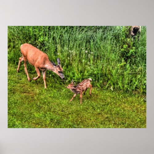 Doe Female Deer and Fawn on Grass Wildlife Photo Poster