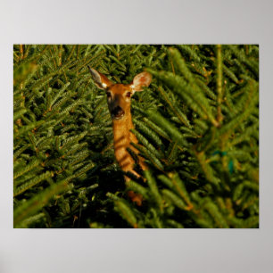 Doe in Pine Trees Poster