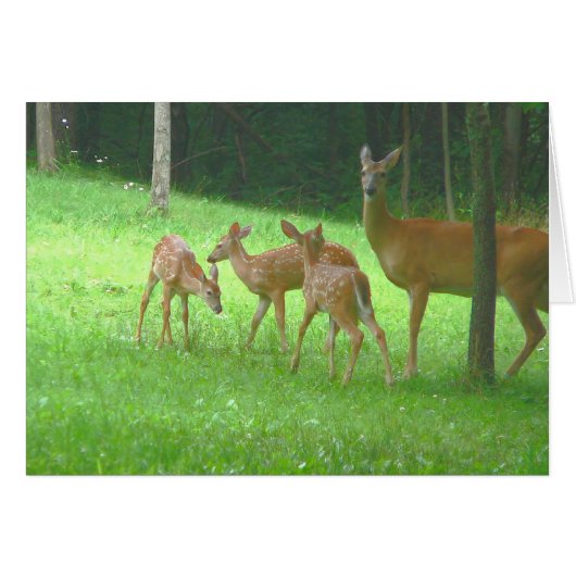 Doe with Triplets Cards (Front Horizontal)