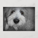 Does I Know You? Postcard