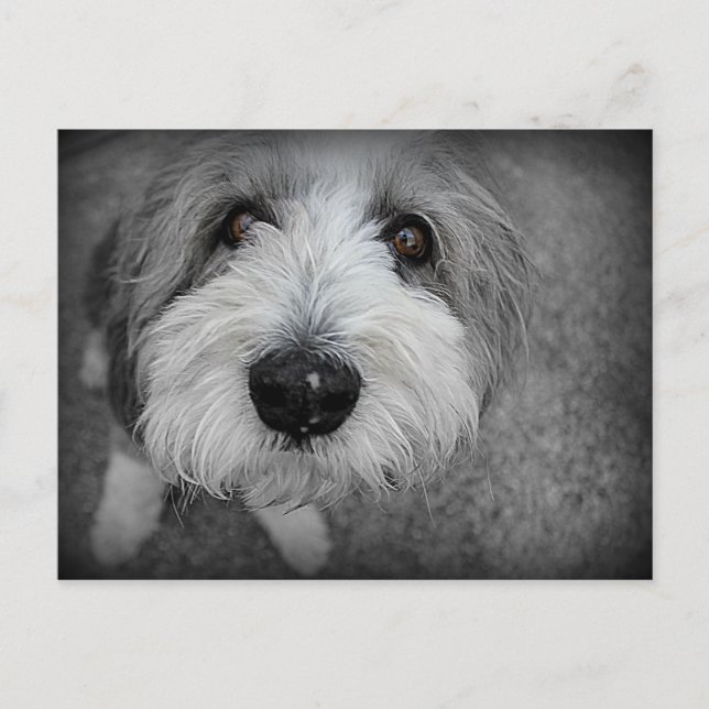 Does I Know You? Postcard (Front)