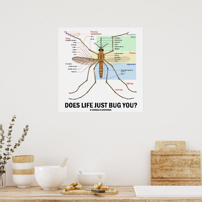 Does Life Just Bug You? (Mosquito Anatomy) Poster | Zazzle