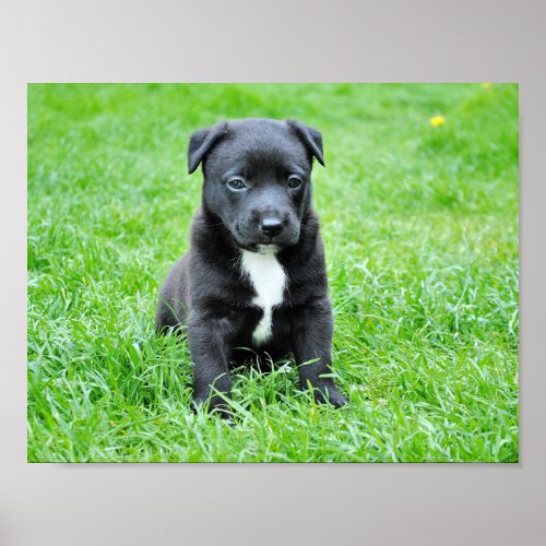 dog_280332  puppy dog canine faithful dog eyes cut poster