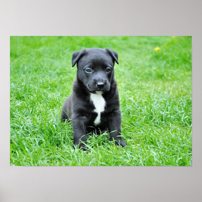 dog-280332 YOUNG DOG BLACK PUPPY ADORABLE PETS GRE Poster (Front)