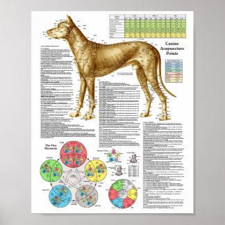 Dog Acupuncture Points Locations Poster
