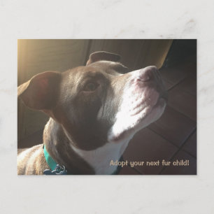 Dog Adoption Rescue Shelter Pets Postcard