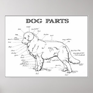 DOG ANATOMY 1919 POSTER