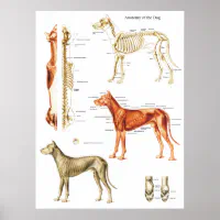 https://rlv.zcache.com/dog_anatomy_poster_muscles_and_bones_18_x_24-r1299cedace4446b7b338ebd9f56e2031_wv4_8byvr_200.webp