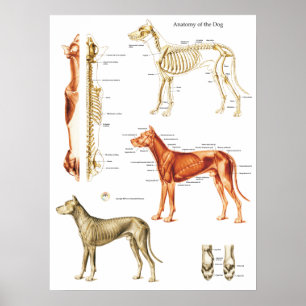 Dog Anatomy Poster Muscles and Bones 18 X 24