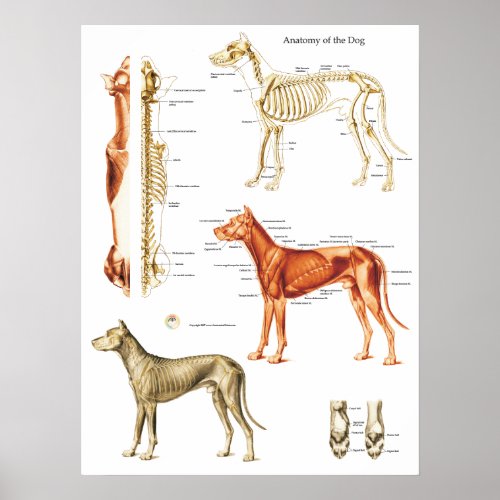 Dog Anatomy Poster Muscles and Bones 18 X 24