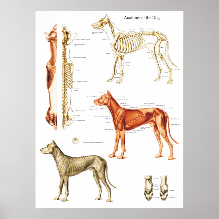 Dog Anatomy Poster Muscles and Bones 18 X 24 | Zazzle.com