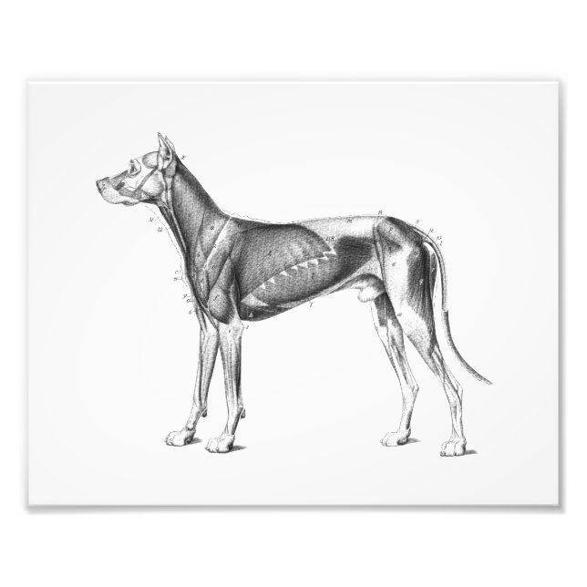 Dog Anatomy Print Muscles B/W (Front)