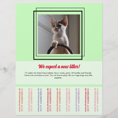 Dog and cat flyer