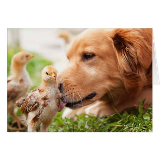 Dog and Chick Cards (Front Horizontal)