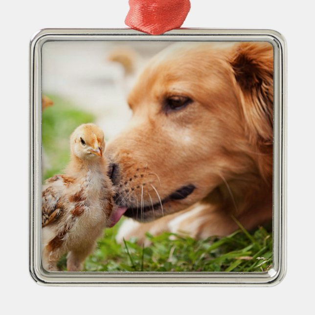 Dog and Chick Metal Ornament (Front)
