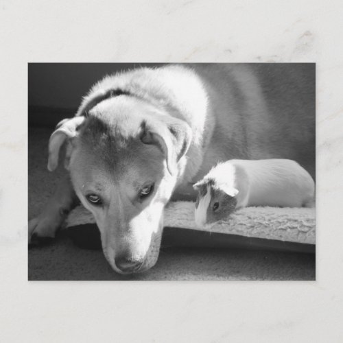 Dog and Guinea Pig Postcard