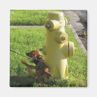 dog and hydrant magnet
