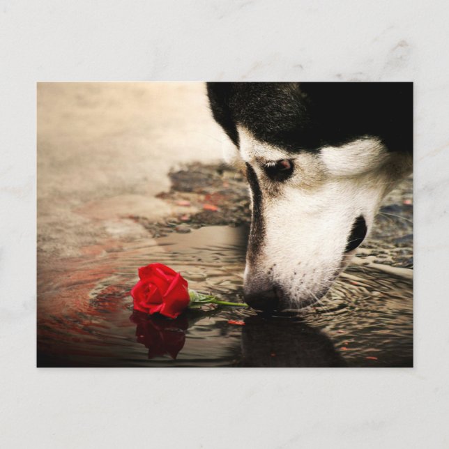 Dog and Red Rose Photography Postcard (Front)