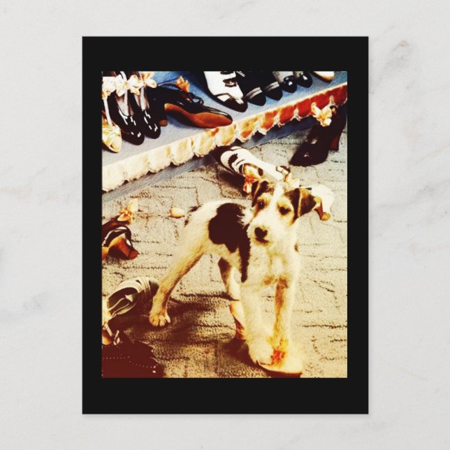 Dog and Shoes Postcard (Front)