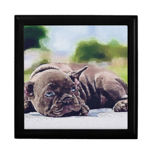 dog, animal, pet gift box
