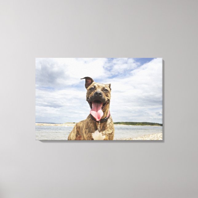 dog at beach canvas print (Front)