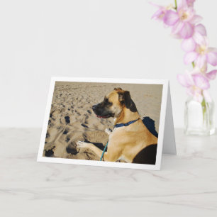 Dog at Beach Card