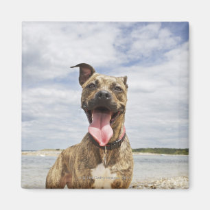 dog at beach magnet