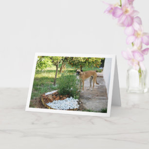 Dog at Garden Rockery Card