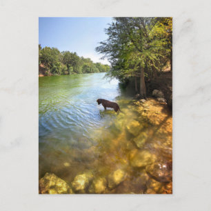 Dog at Ladybird Lake - Downtown Austin Texas Postcard