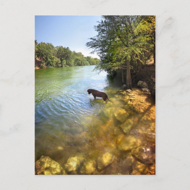 Dog at Ladybird Lake - Downtown Austin Texas Postcard (Front)