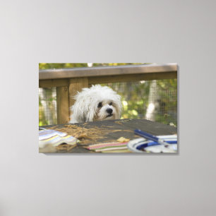 Dog at picnic table canvas print