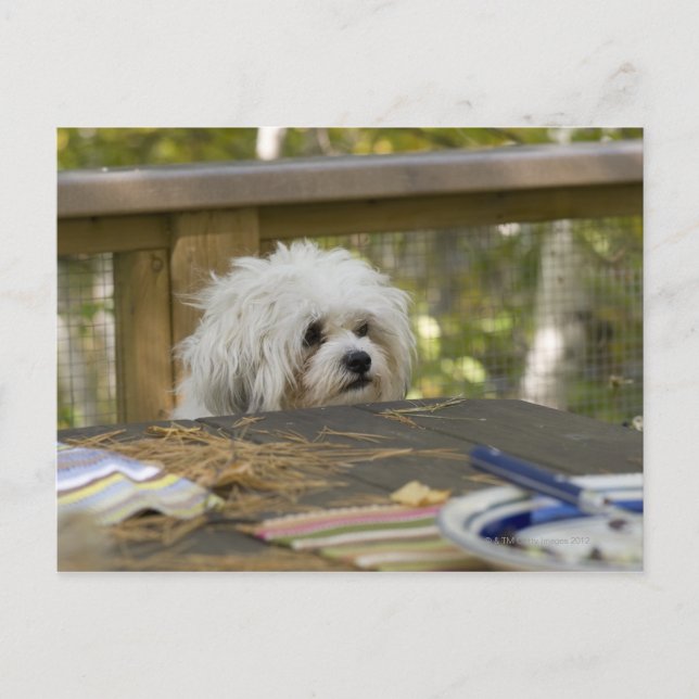 Dog at picnic table postcard (Front)