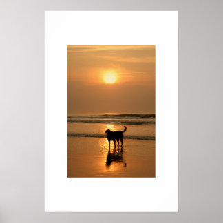 Dog at sunrise poster